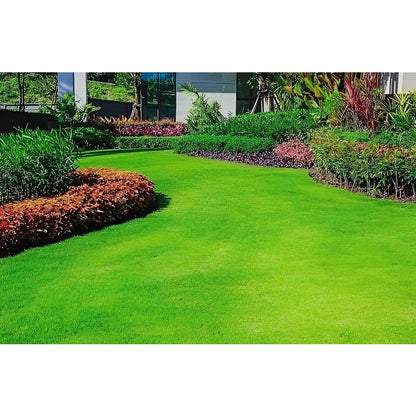 500Pcs Emerald Zoysia Grass Seeds, Drought Heat Tolerant, Low Maintenance Lawn Turf