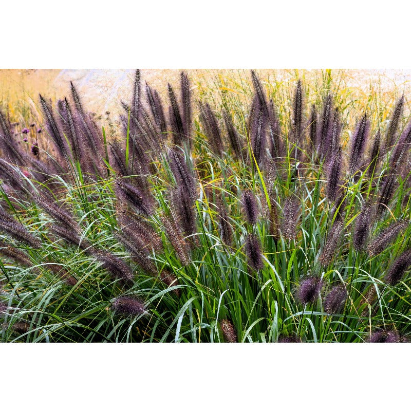 100pcs Ideal For Soft Landscape Accents Fountain Grass Easy To Grow In Outdoor Spaces
