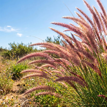 100 Seeds  Purple Fountain Grass Seeds  – Deep Burgundy Ornamental Grass for Gardens, Borders & Containers
