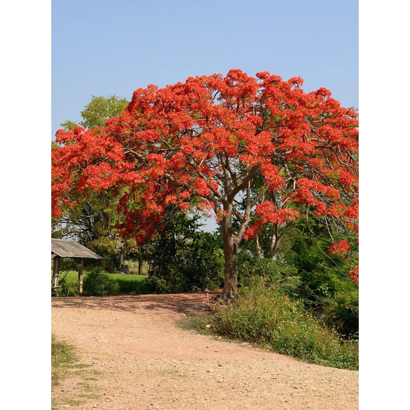 20Pcs Royal Poinciana Seeds Attractive To Wildlife Adds Life And Movement To Your Garden