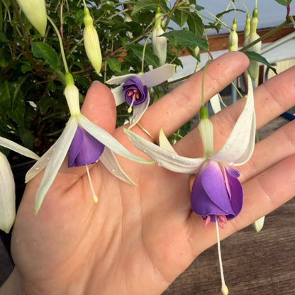 100pcs With Fuchsia Seeds, Quick Growing Shade Loving Plants for Outdoor Yard