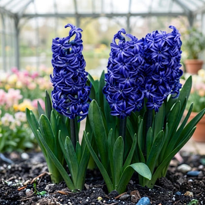 200pcs Purple Hyacinth seeds Fragrant Spring Flowers Garden Planting Outdoor Blooms Perennial Flower