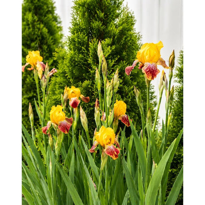 100pcs Sun Loving Plants Iris Seeds Full Sun Preference For Patio Growing Easy To Grow