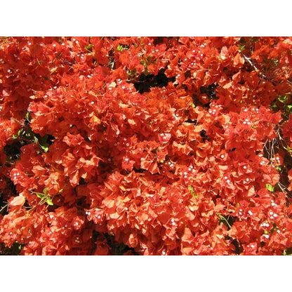 150 Bougainvillea Seeds Friendly for new gardeners grow into full sprawling climbing form with steady seasonal foliage and flower renewal features