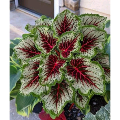 100pcs Caladium Bicolor Seeds Friendly for new gardeners grow into full lush foliage clumps with natural graceful growth rhythm
