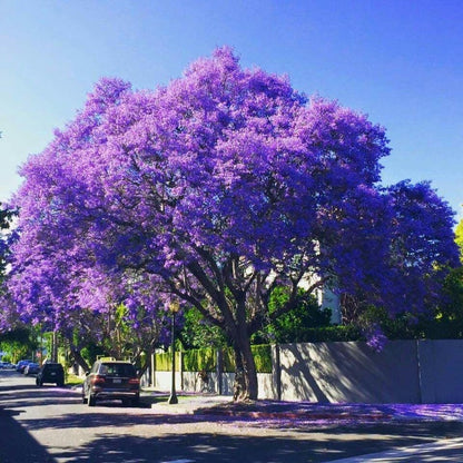 50pcs With Jacaranda Tree Seeds, Quick Growing Subtropical Tree for Outdoor Yard