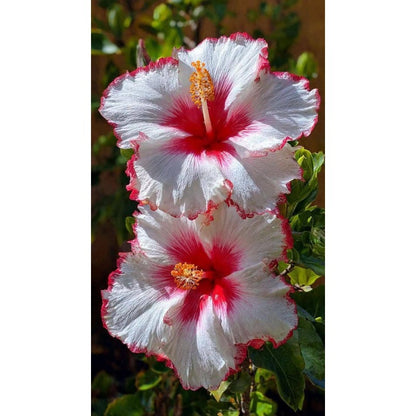 100 Mixed Hibiscus Flower Seeds Color Heirloom Home Garden Seeds