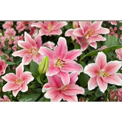 99Pcs Lily Seeds Attractive To Wildlife Adds Life And Movement To Your Garden
