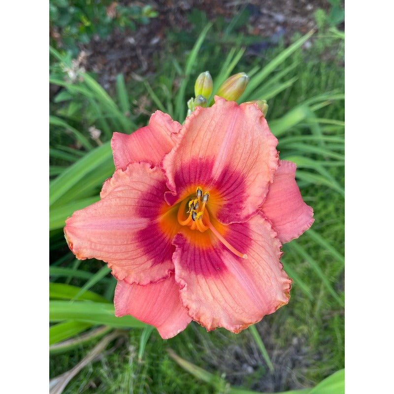 100pcs Hundred Tail Flower Seeds Friendly for new gardeners grow into full balanced upright form with steady seasonal flower renewal