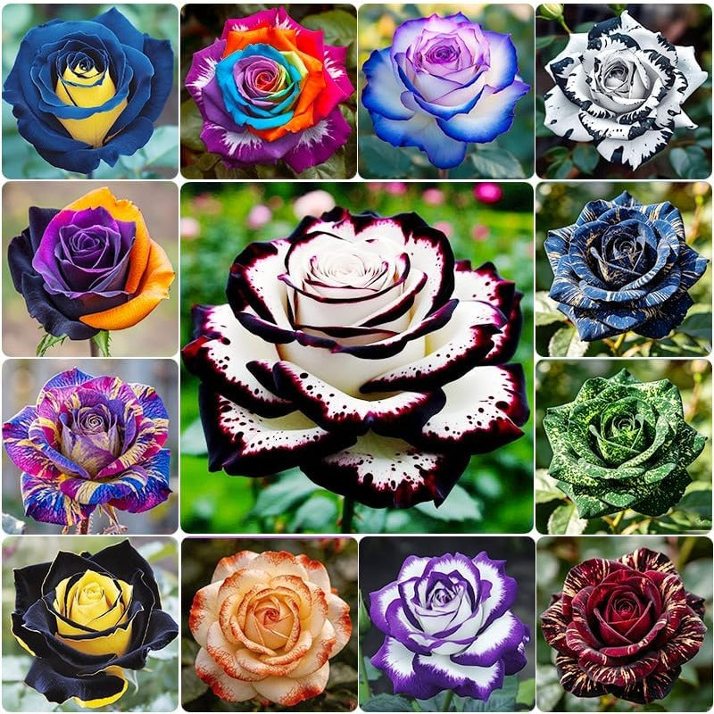 150pcs Mix Color Rose Seeds for Plantng- Heirloom Non-GMO Flower Seeds for Garden Blooms