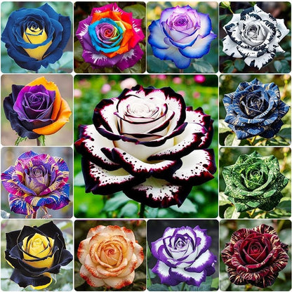 150pcs Mix Color Rose Seeds for Plantng- Heirloom Non-GMO Flower Seeds for Garden Blooms