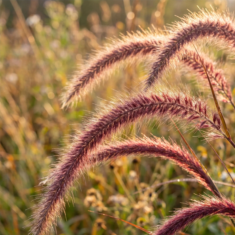 100 Seeds  Purple Fountain Grass Seeds  – Deep Burgundy Ornamental Grass for Gardens, Borders & Containers