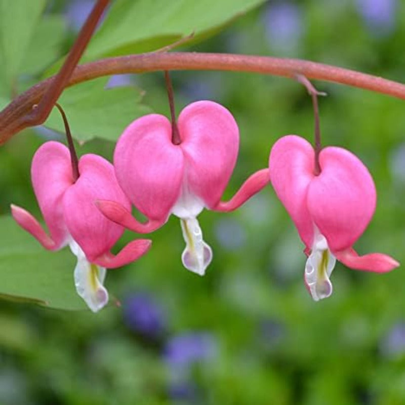 25Pcs Bleeding Heart Peony Seeds Robust Growing Work Well In Tiered Multi-Level Garden Beds