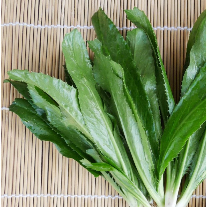 200pcs Easy Care Culantro Seeds great for sowing in shaded ventilated moist spaces and backyard container locations