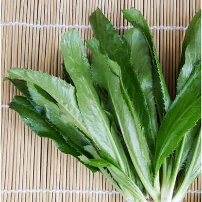 200pcs Easy Care Culantro Seeds great for sowing in shaded ventilated moist spaces and backyard container locations