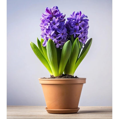 200pcs Hyacinth Seeds Spring Blooming Perennial Seeds For Backyard Landscape Growth Simple To Cultivate