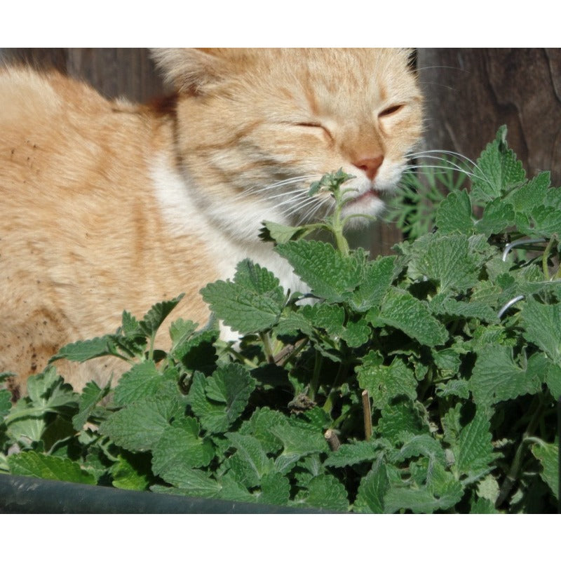999Pcs Catnip Seeds for planting in garden borders, yard beds and outdoor ornamental growing spaces