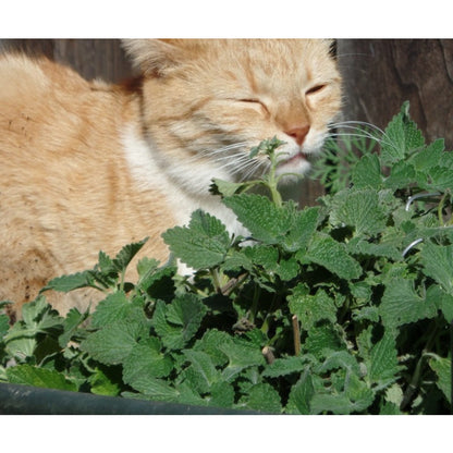 999Pcs Catnip Seeds for planting in garden borders, yard beds and outdoor ornamental growing spaces