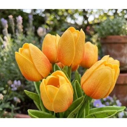 200pcs Yellow Orange Tulip seeds Vibrant Sunny Bloom