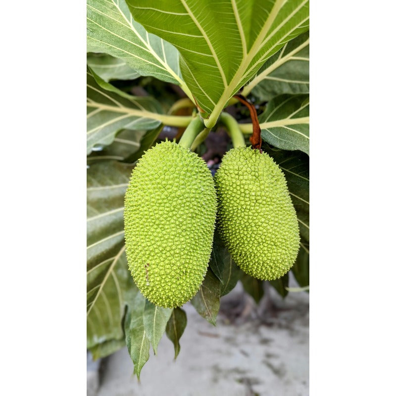 10pcs Soursop Pawpaw Seeds Simple To Establish Ideal For Creating A Productive Landscape That Remains Beautiful All Warm Season