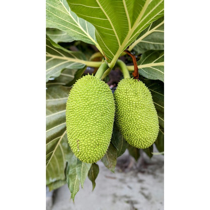 10pcs Soursop Pawpaw Seeds Simple To Establish Ideal For Creating A Productive Landscape That Remains Beautiful All Warm Season