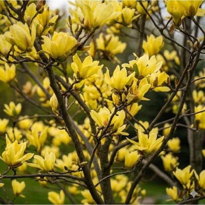 30Pcs Magnolia Seeds pair beautifully with ornamental shrubs to enrich multi layered landscape structure