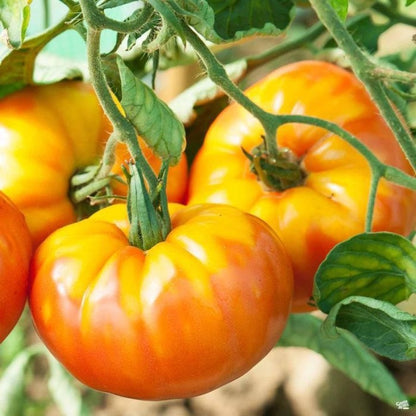 180Pcs Tomato Seeds Fit Perfectly Into Cottage Farmhouse And Modern Casual Outdoor Design Themes