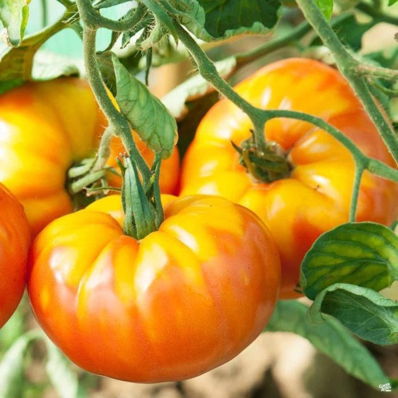 180Pcs Tomato Seeds Fit Perfectly Into Cottage Farmhouse And Modern Casual Outdoor Design Themes