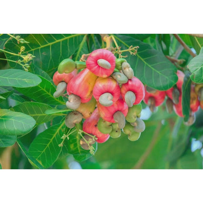 8Pcs Cashew Tree Seeds for Planting Tropical Tree
