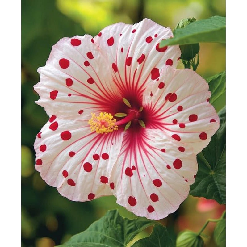 100 Mixed Hibiscus Flower Seeds Color Heirloom Home Garden Seeds