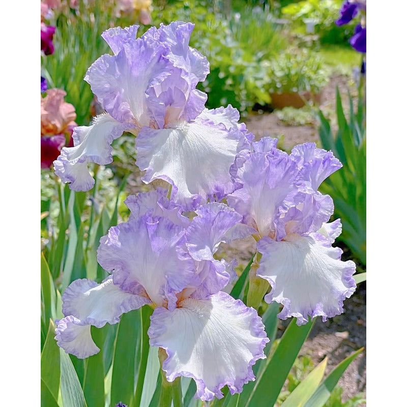 92Pcs Iris Seeds form full rounded upright clumps in sunny garden zones and spacious courtyards