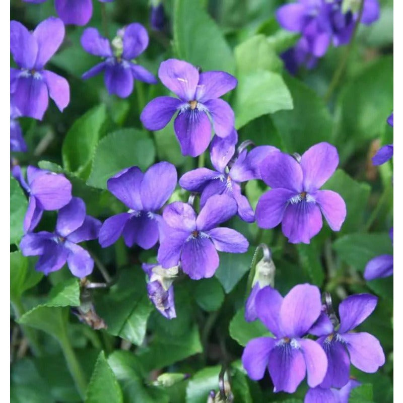 500pcs Easy Raising Violet Seeds perfect for layered shaded garden and walkway side decorative styling