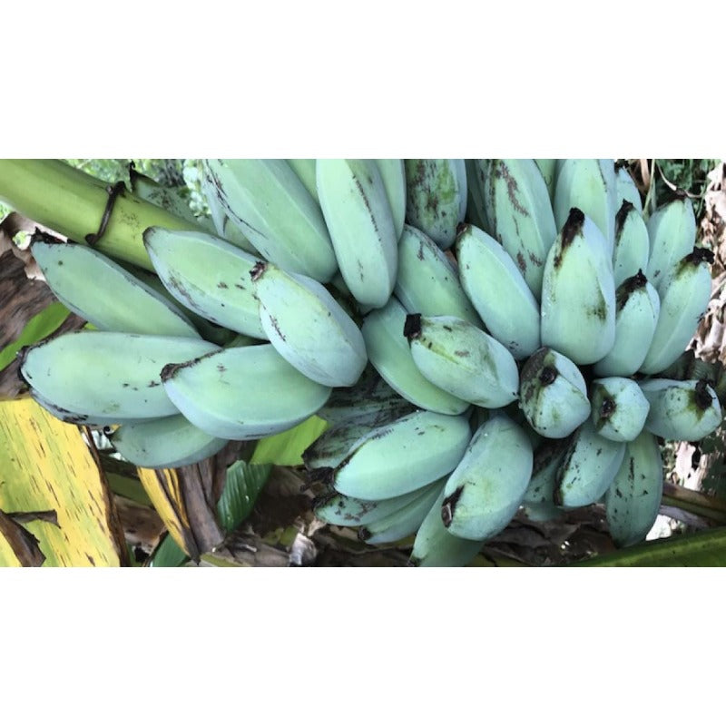 100pcs No Green Thumb Required To Grow Successfully Banana Seeds Offer Reliable Sprouting For Large Container Gardening