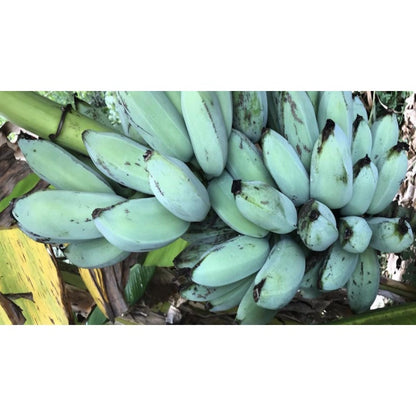 100pcs No Green Thumb Required To Grow Successfully Banana Seeds Offer Reliable Sprouting For Large Container Gardening