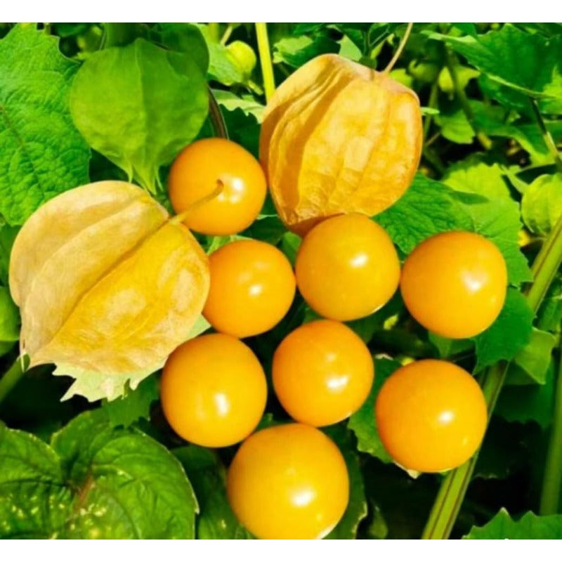 100Pcs Gooseberry Seeds Fruit Spring Ground Cherry-Heirloom Seeds
