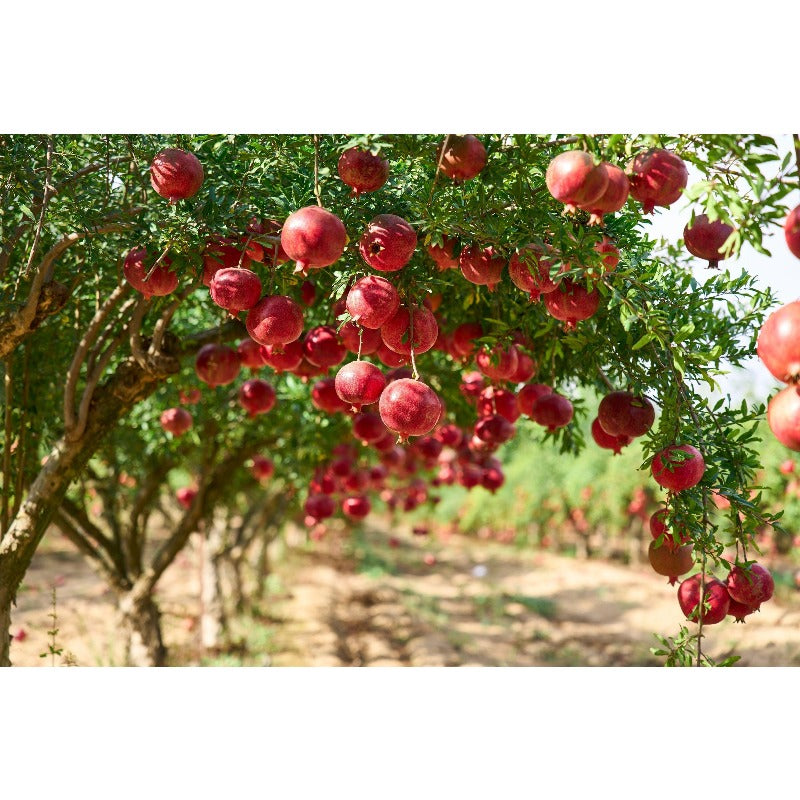 143Pcs Pomegranate Seeds for home planting create soft natural transition between low garden greenery and bushy canopy areas