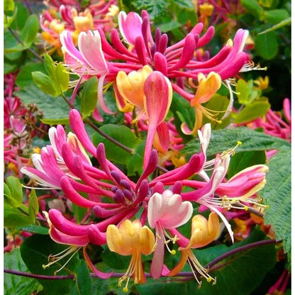 85Pcs Pink Honeysuckle Seeds, Fragrant Vine Lonicera hispidula