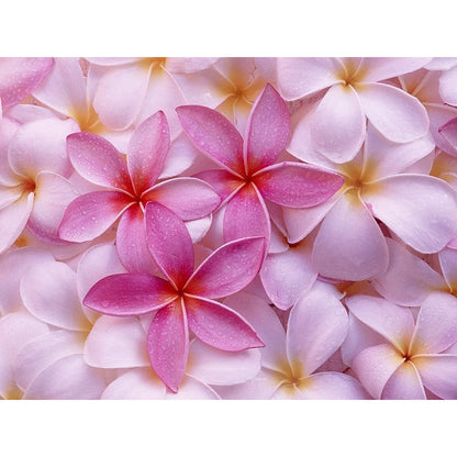 100pcs Pink Plumeria Suitable for beginner planting Plumeria Seeds suited for yard and courtyard tropical cultivation