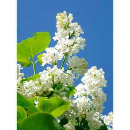 49Pcs Lilac Seeds Easy To Grow Ideal For Creating A Warm Inviting Outdoor Atmosphere