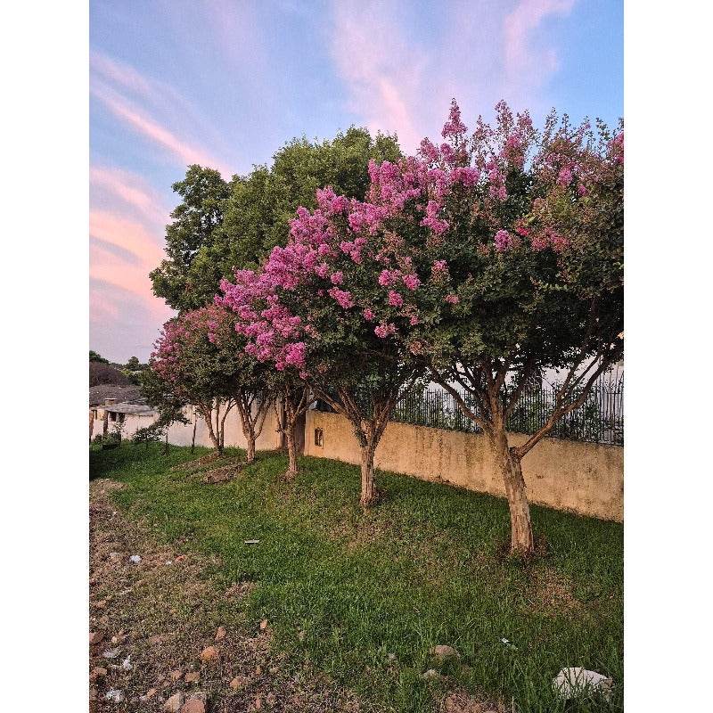 48Pcs Myrtle Tree Seeds match naturally with classic estate design and refined residential landscape styles