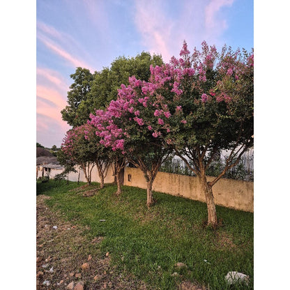 48Pcs Myrtle Tree Seeds match naturally with classic estate design and refined residential landscape styles