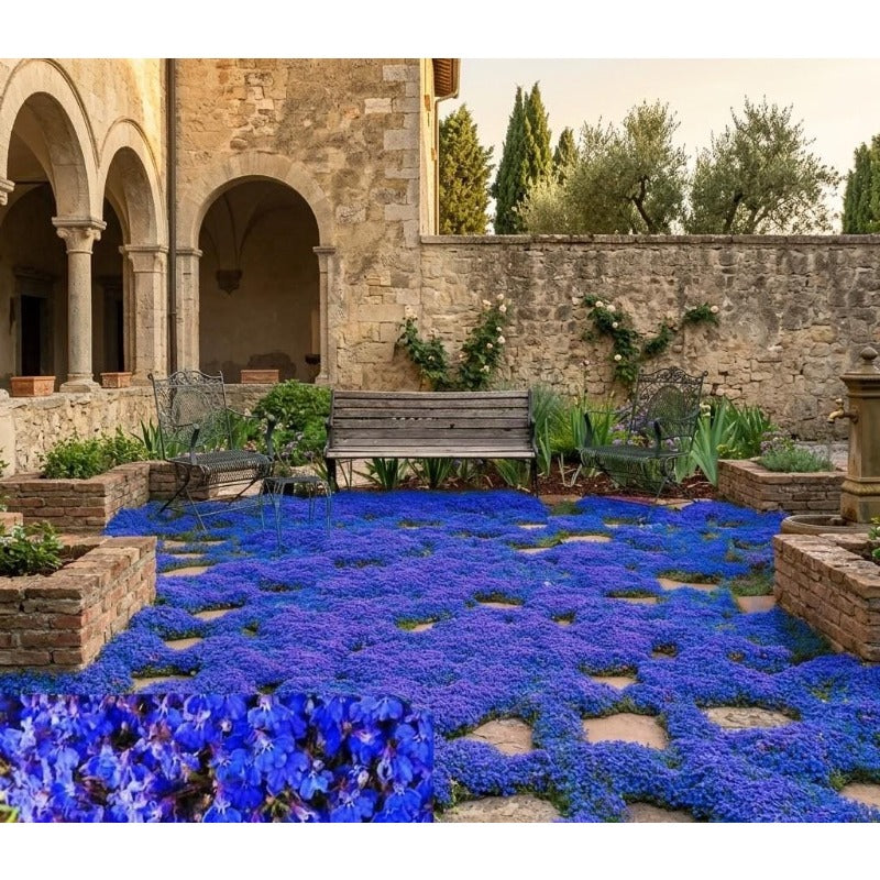500Pcs Magic Creeping Thyme Seeds Heirloom Perennial Ground Cover Plant
