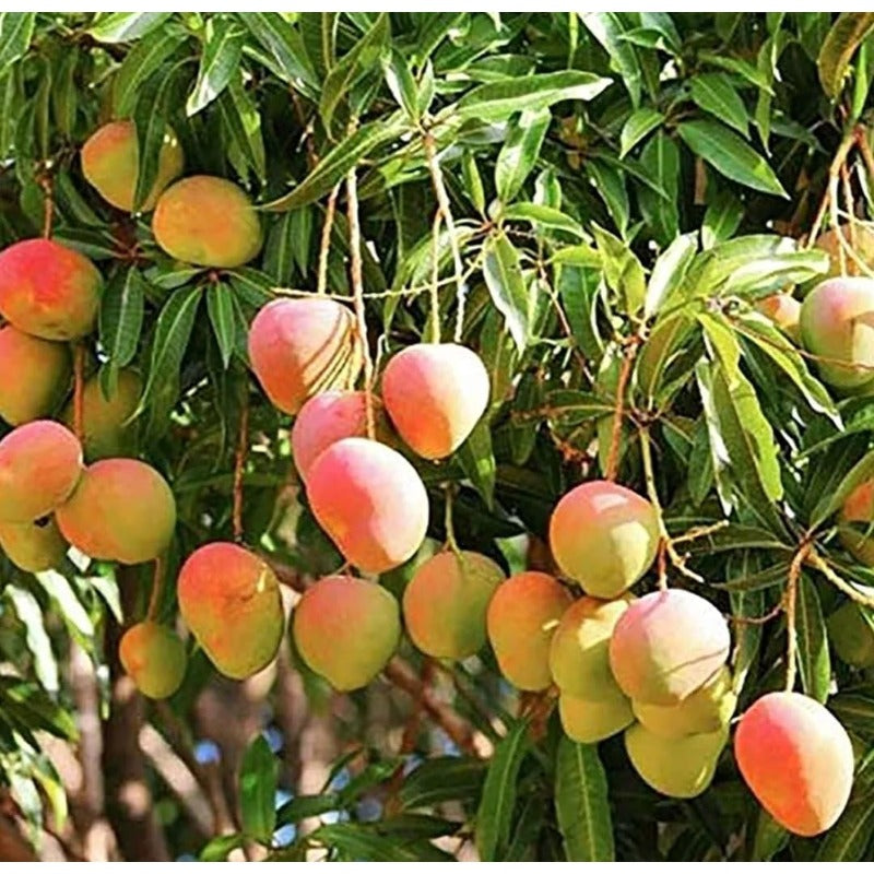 1Pcs Mango Seeds Easy to Maintain ideal for long term fixed planting in courtyard landmark spaces and large garden areas