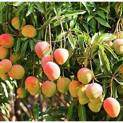 1Pcs Mango Seeds Easy to Maintain ideal for long term fixed planting in courtyard landmark spaces and large garden areas