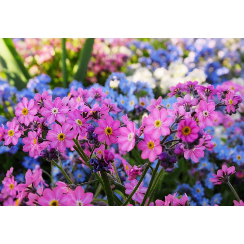 500pcs Forget Me Not Seeds Friendly for new gardeners grow into full bushy clumps covered in delicate seasonal blooms