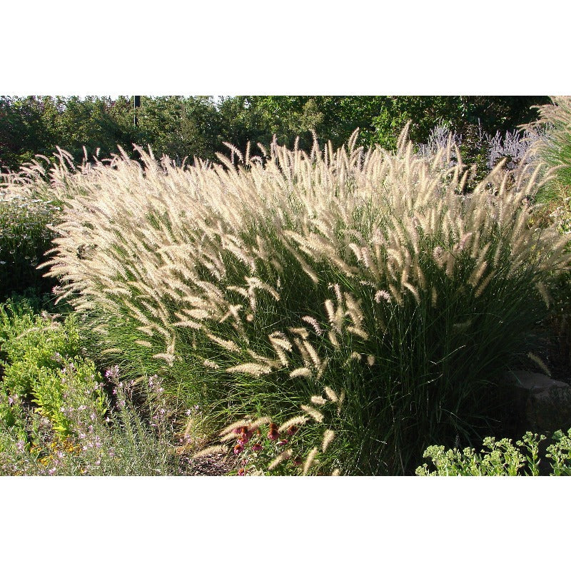 Dwarf Purple 100pcs Fountain Grass Easy To Grow For Ornamental Landscape Planting In Home Gardens