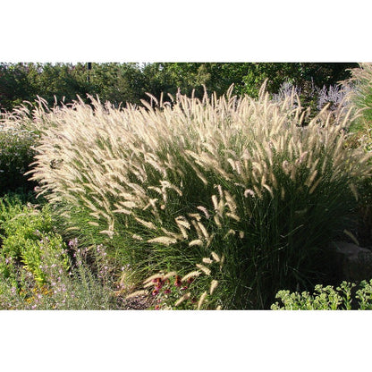 Dwarf Purple 100pcs Fountain Grass Easy To Grow For Ornamental Landscape Planting In Home Gardens