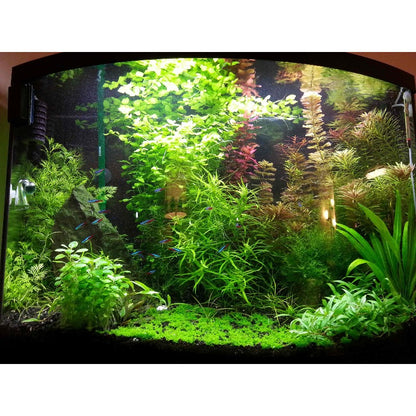 1999Pcs Aquarium Seeds Suitable for planting form dense underwater foliage clusters ideal for aquarium bottom layout, aquatic scene decoration and tank landscape styling