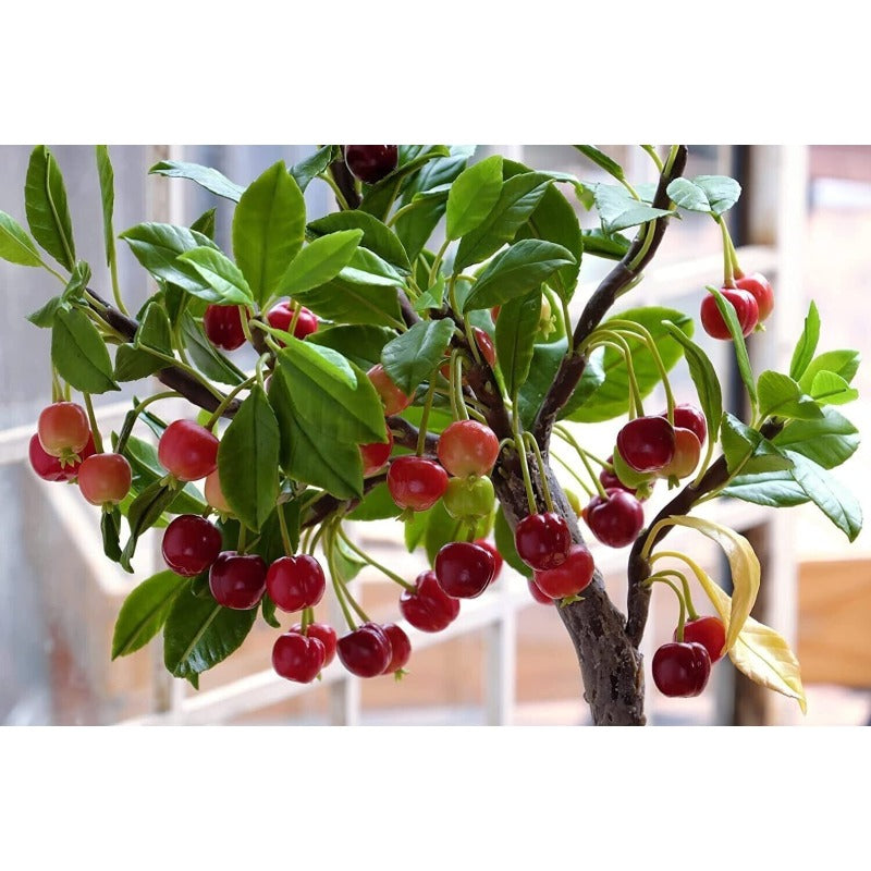30Pcs Bonsai Dwarf Cherry Tree Seeds Indoor or Outdoor Fruit Tree