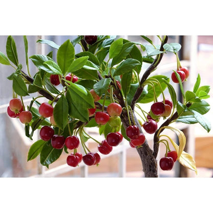 30Pcs Bonsai Dwarf Cherry Tree Seeds Indoor or Outdoor Fruit Tree
